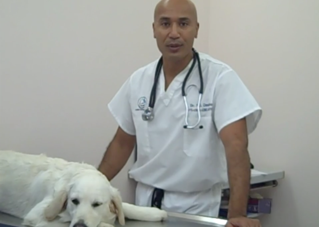 vétérinaire Versoix Dr Omaboe